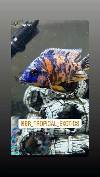 BR Tropical Exotics Picture 7