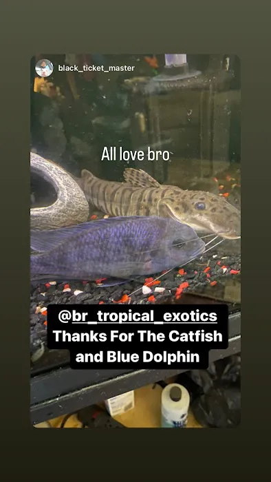 BR Tropical Exotics Picture 2