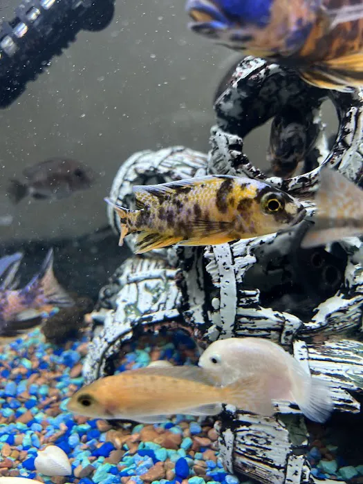 BR Tropical Exotics Picture 4
