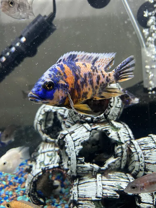 BR Tropical Exotics Picture 9