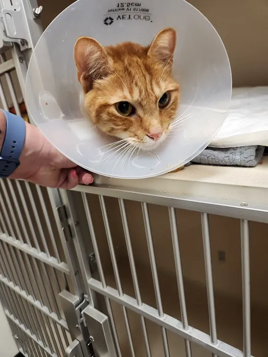 Upstate Veterinary Specialties Picture 9