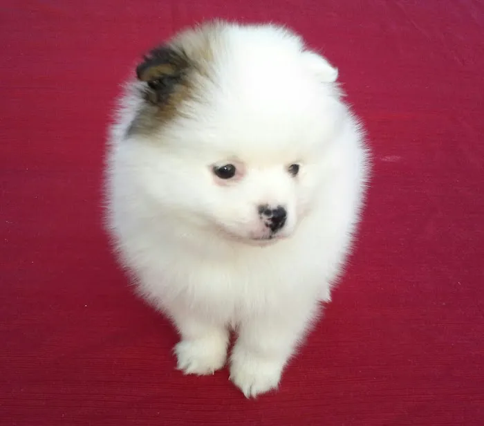 Poms 4 Pets LLC Picture 10