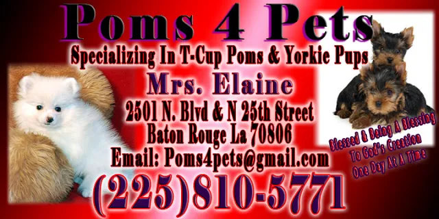 Poms 4 Pets LLC Picture 4