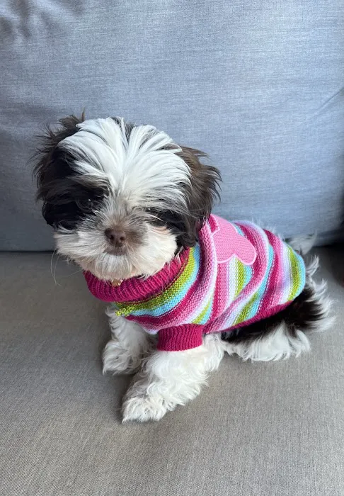 Poms 4 Pets LLC Picture 7