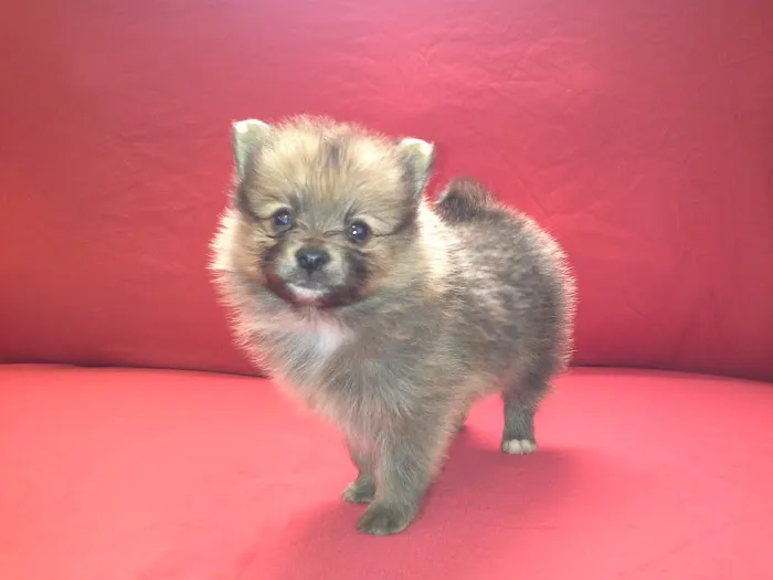 Poms 4 Pets LLC Picture 6