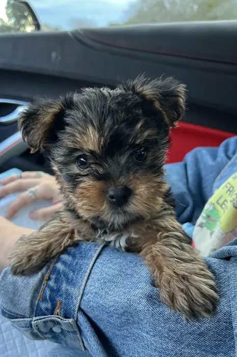 Poms 4 Pets LLC Picture 2