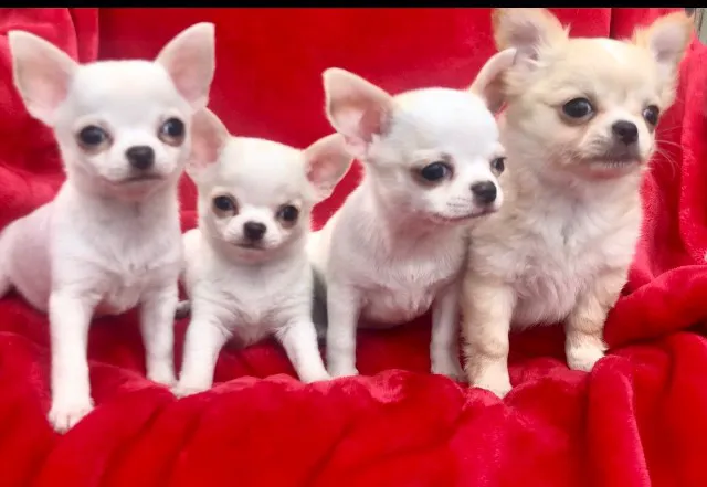 Poms 4 Pets LLC Picture 1