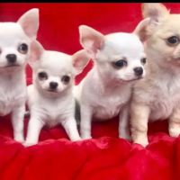 Poms 4 Pets LLC ico