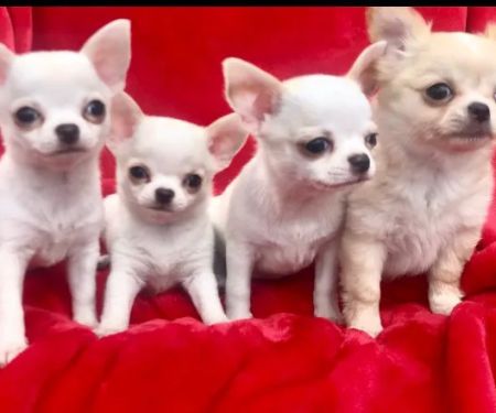 Poms 4 Pets LLC