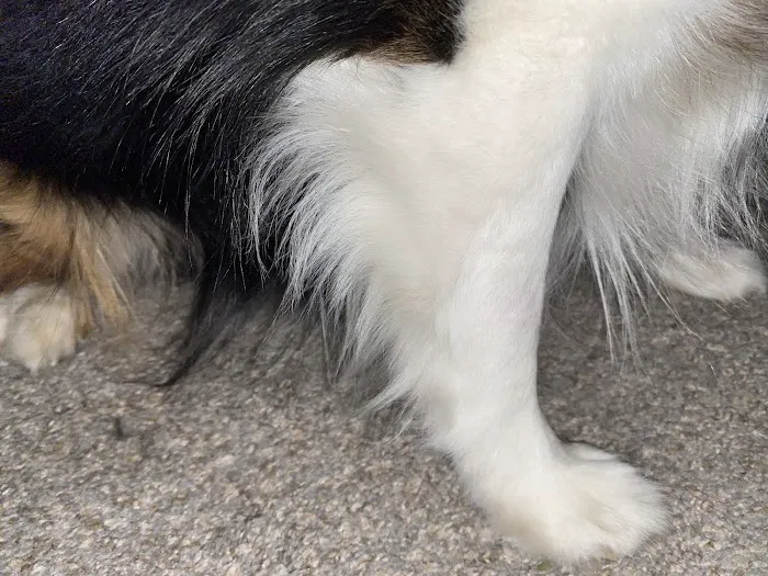 Banfield Pet Hospital Picture 1