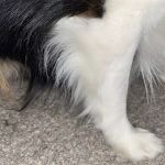 Banfield Pet Hospital