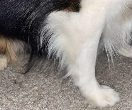 Banfield Pet Hospital
