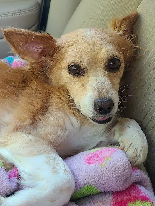Banfield Pet Hospital Picture 4