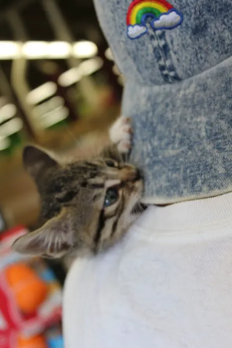 Petco Picture 3
