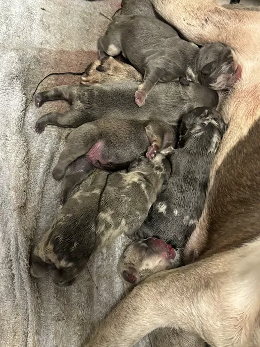Mill Top Of The Line French Bulldogs Picture 3