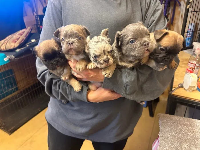 Mill Top Of The Line French Bulldogs Picture 1