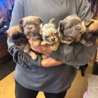 Mill Top Of The Line French Bulldogs ico