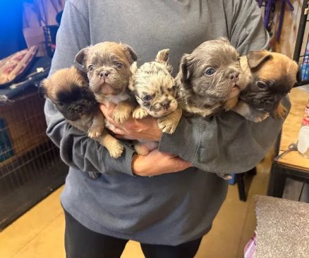Mill Top Of The Line French Bulldogs