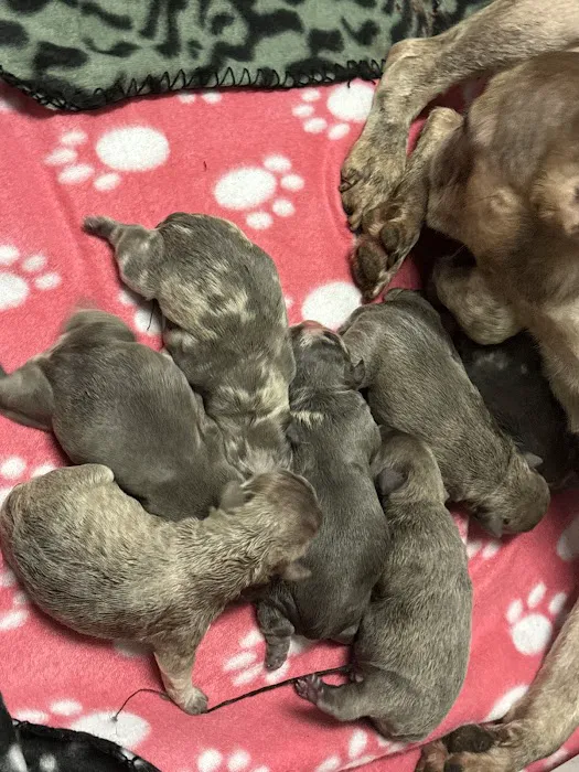 Mill Top Of The Line French Bulldogs Picture 5