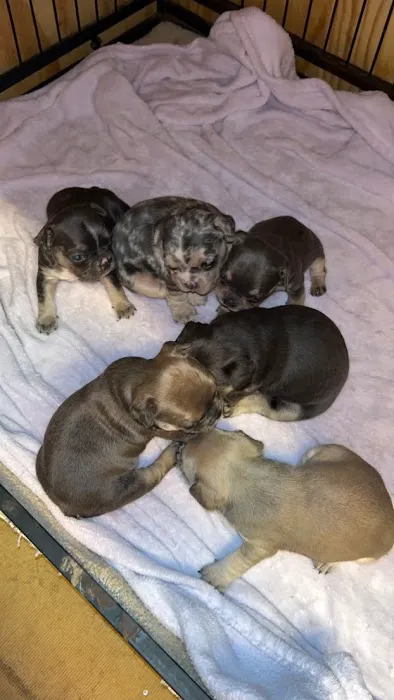Mill Top Of The Line French Bulldogs Picture 4