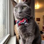 PetMedic Albany - Urgent Care Vet Clinic