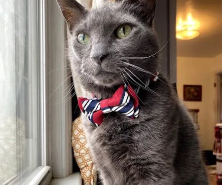PetMedic Albany - Urgent Care Vet Clinic
