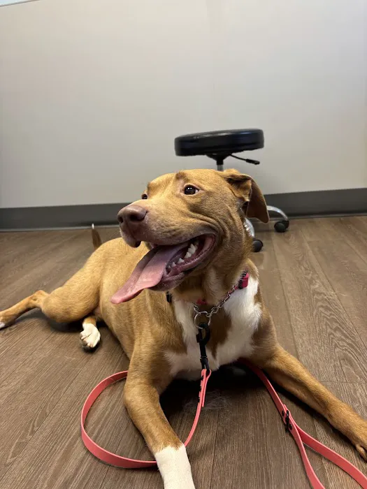PetMedic Albany - Urgent Care Vet Clinic Picture 6
