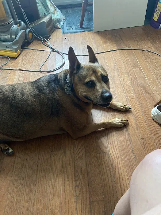 PetMedic Albany - Urgent Care Vet Clinic Picture 9