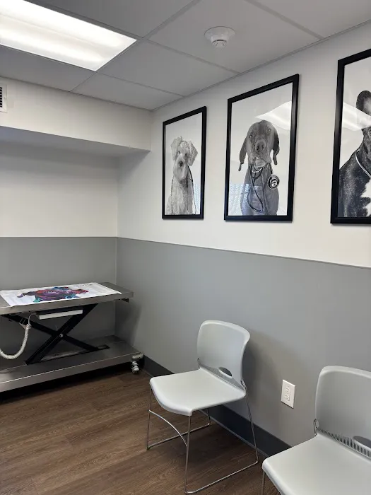 PetMedic Albany - Urgent Care Vet Clinic Picture 8