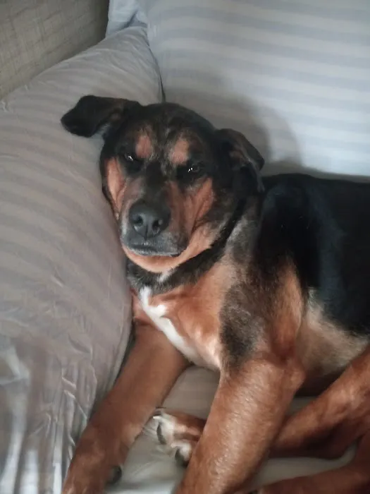 PetMedic Albany - Urgent Care Vet Clinic Picture 4