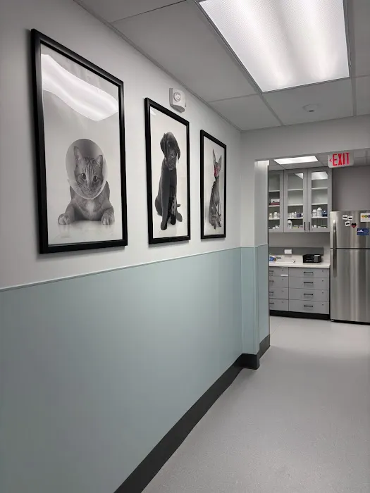 PetMedic Albany - Urgent Care Vet Clinic Picture 10