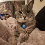 Banfield Pet Hospital