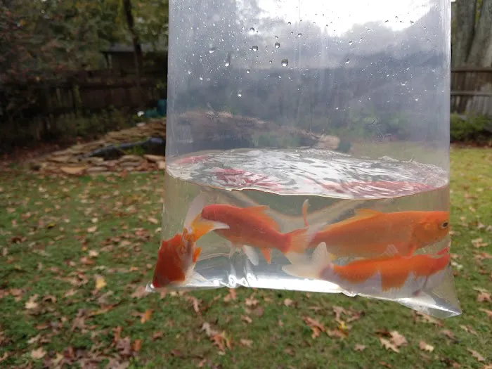 Ornamental Pond Fish, Inc. Picture 1