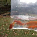 Ornamental Pond Fish, Inc.