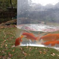 Ornamental Pond Fish, Inc. ico