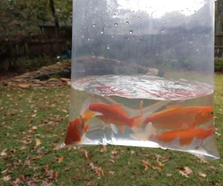 Ornamental Pond Fish, Inc.