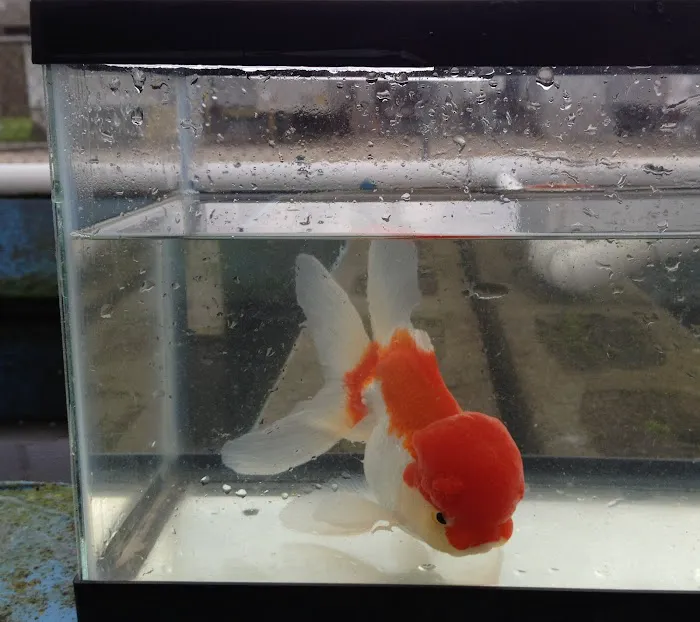 Ornamental Pond Fish, Inc. Picture 9