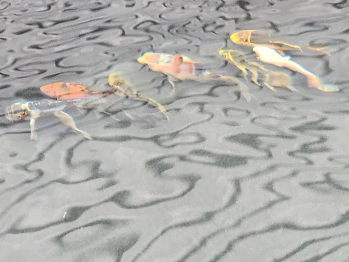 Ornamental Pond Fish, Inc. Picture 8