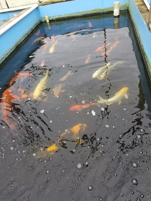 Ornamental Pond Fish, Inc. Picture 6