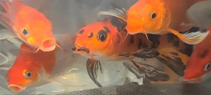 Ornamental Pond Fish, Inc. Picture 4
