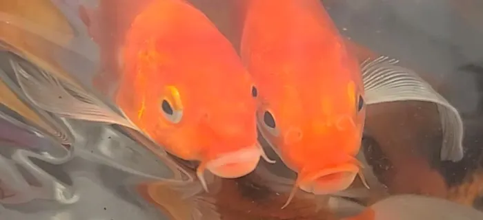 Ornamental Pond Fish, Inc. Picture 3