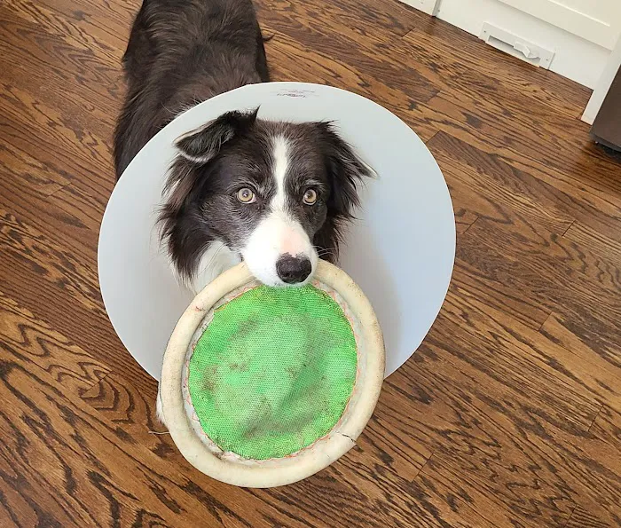 Windham Animal Hospital Picture 5