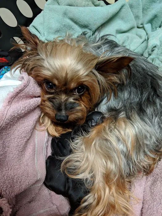 Windham Animal Hospital Picture 10
