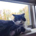 Windham Animal Hospital