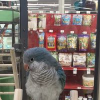 Petco ico