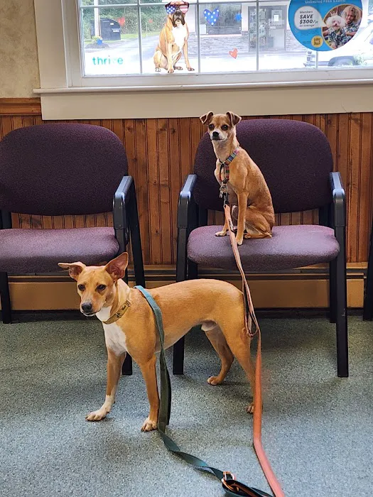 Main Street Animal Hospital, A Thrive Pet Healthcare Partner Picture 8
