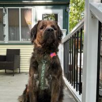 Main Street Animal Hospital, A Thrive Pet Healthcare Partner ico