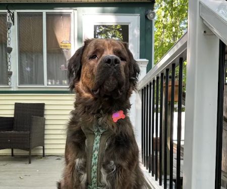 Main Street Animal Hospital, A Thrive Pet Healthcare Partner