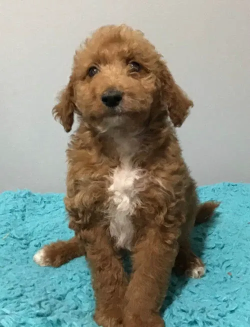 Main Street Animal Hospital, A Thrive Pet Healthcare Partner Picture 3