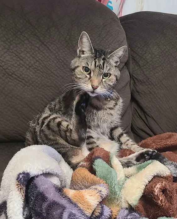 Main Street Animal Hospital, A Thrive Pet Healthcare Partner Picture 2